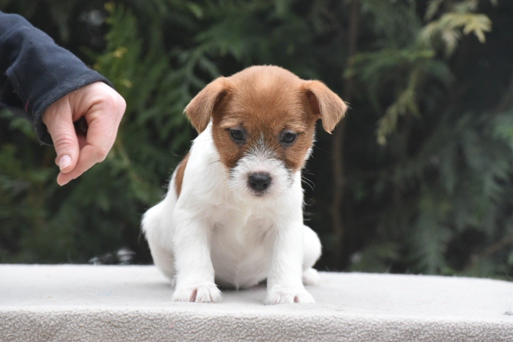Du Mas Ensoleillé - Chiot disponible  - Jack Russell Terrier