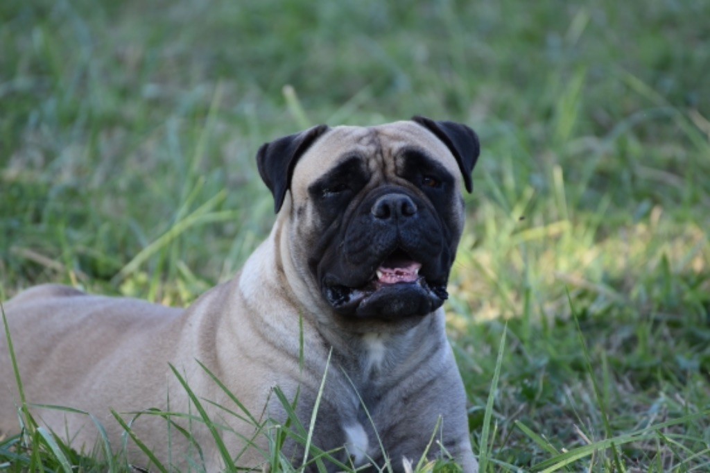 Les Bullmastiff de l'affixe Du Mas Ensoleillé