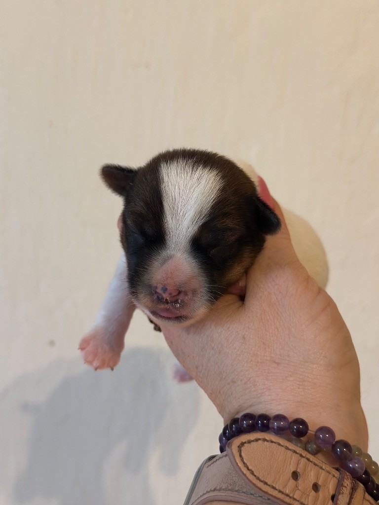 Du Mas Ensoleillé - Chiot disponible  - Jack Russell Terrier