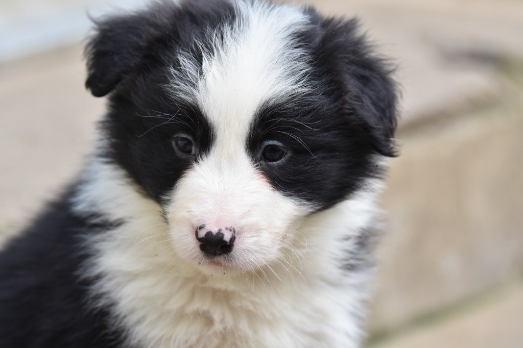 Du Mas Ensoleillé - Chiot disponible  - Border Collie