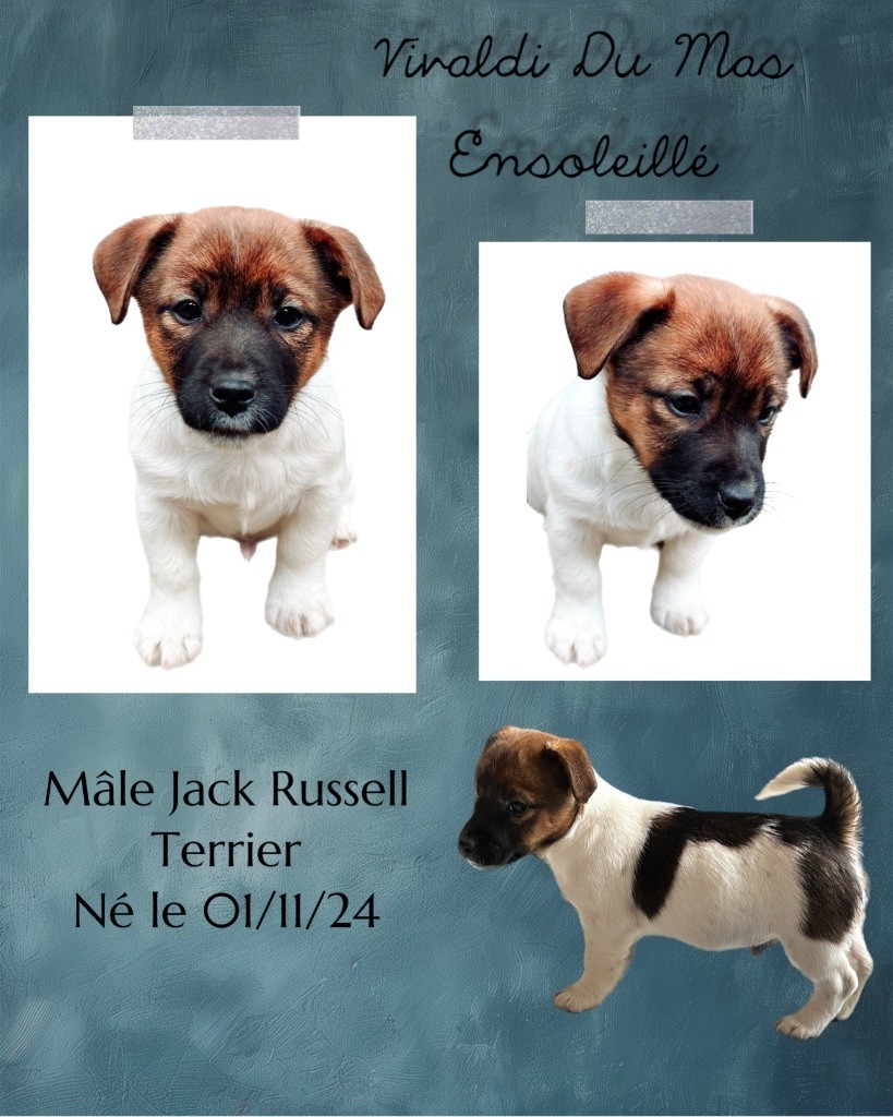 Du Mas Ensoleillé - Chiot disponible  - Jack Russell Terrier