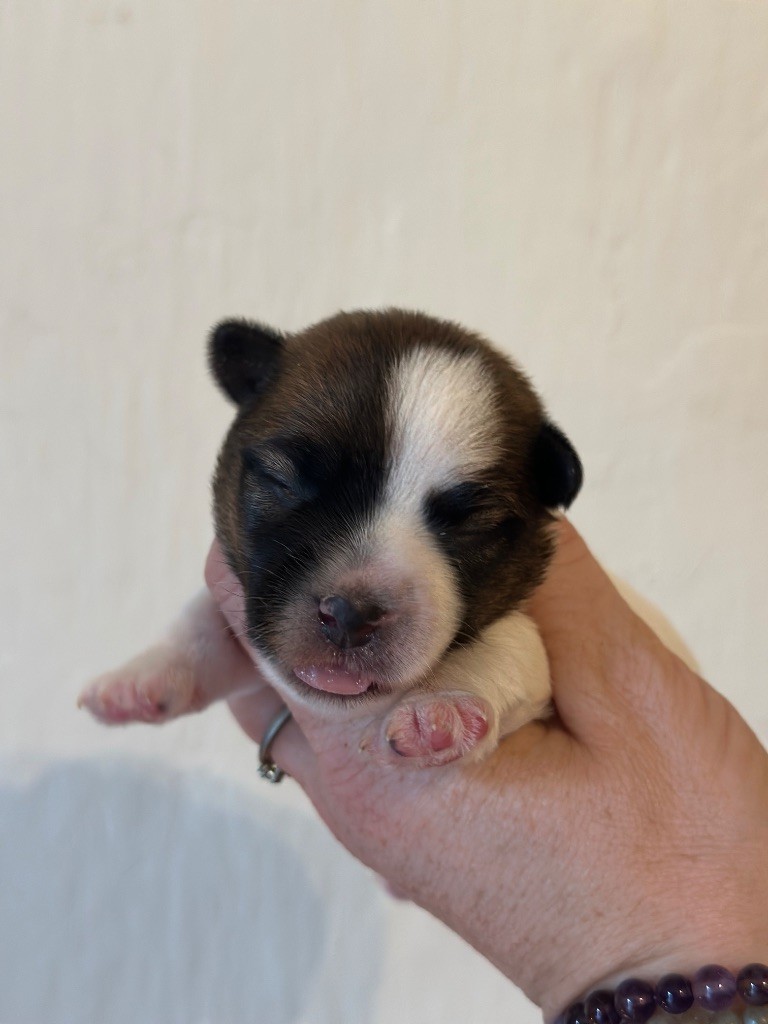 Du Mas Ensoleillé - Chiot disponible  - Jack Russell Terrier