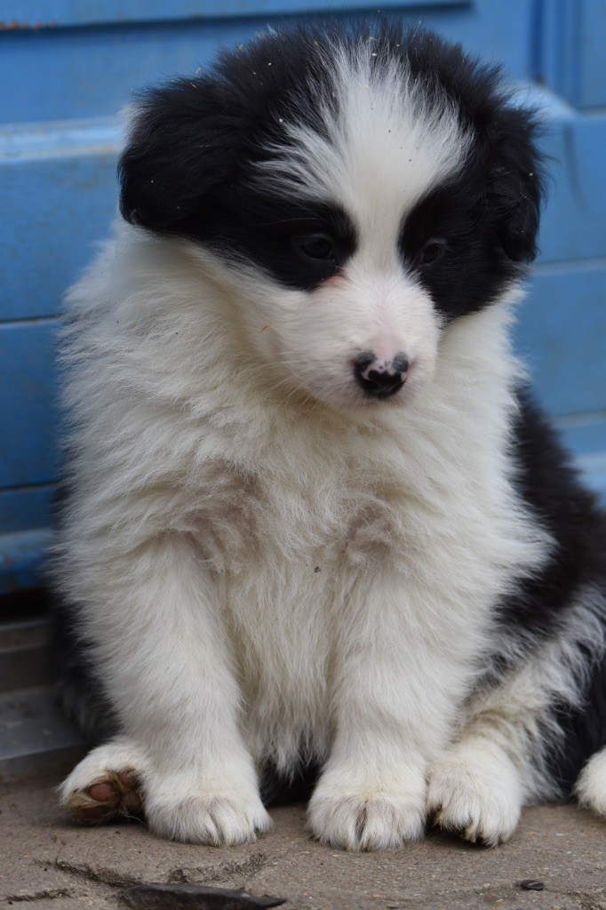 Du Mas Ensoleillé - Chiot disponible  - Border Collie