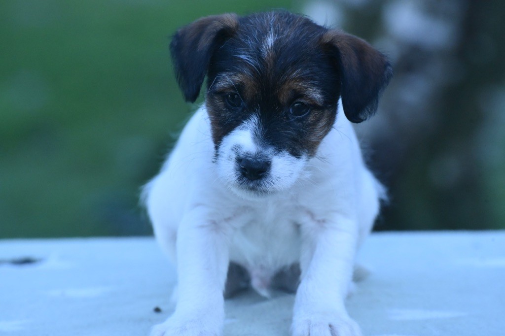 Du Mas Ensoleillé - Chiot disponible  - Jack Russell Terrier