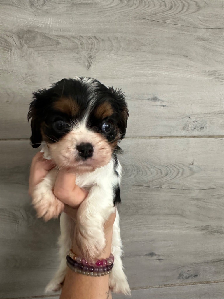 Du Mas Ensoleillé - Chiot disponible  - Cavalier King Charles Spaniel