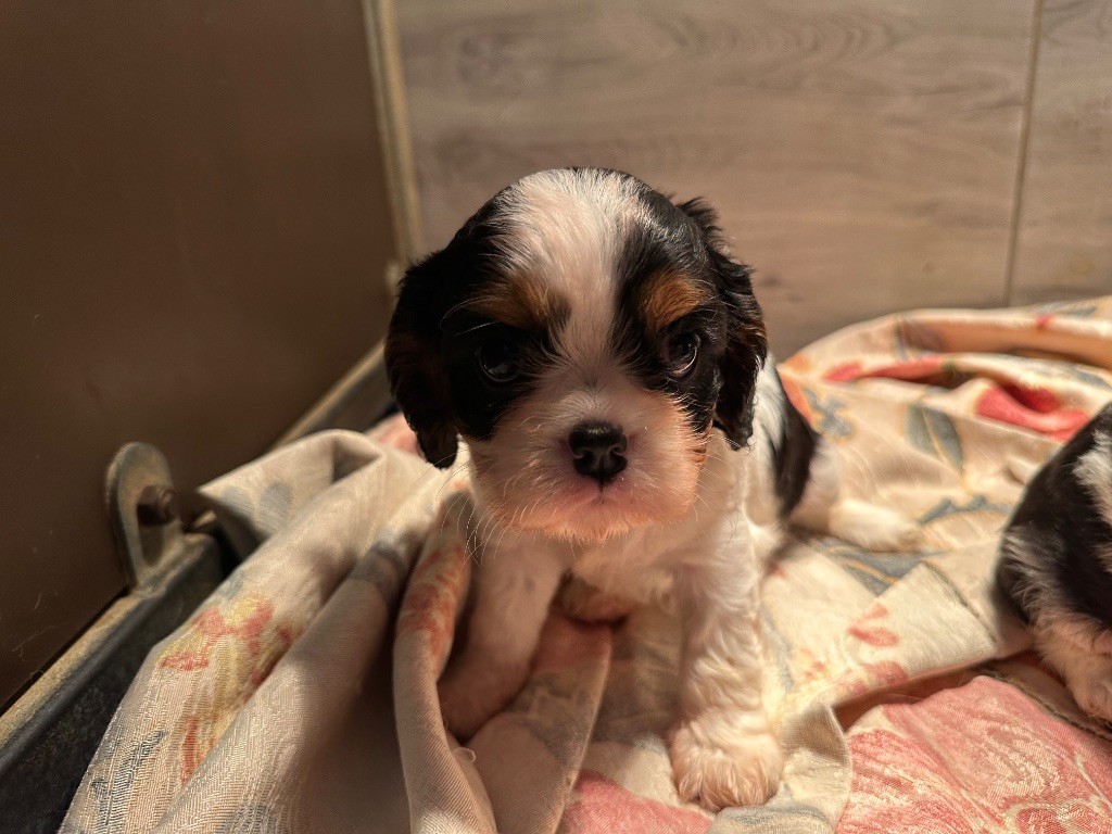 Du Mas Ensoleillé - Chiot disponible  - Cavalier King Charles Spaniel