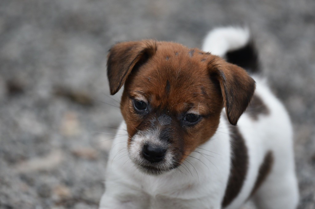 Du Mas Ensoleillé - Chiot disponible  - Jack Russell Terrier