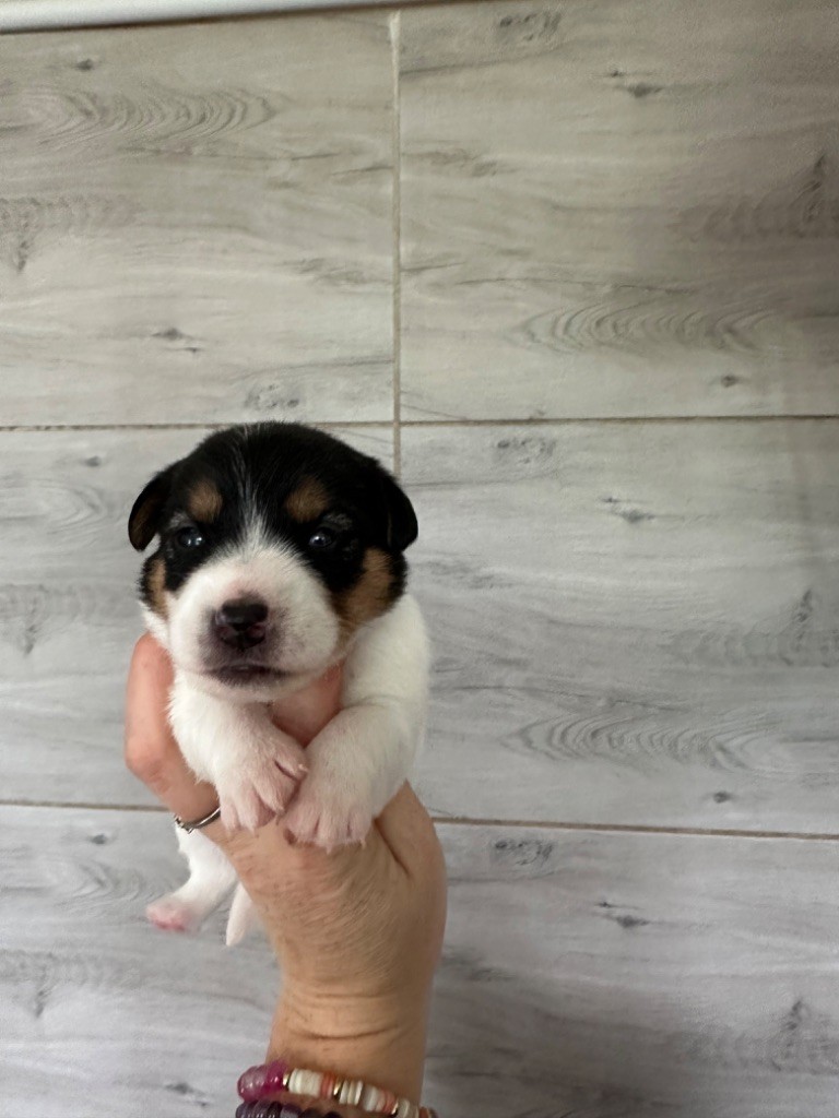 Du Mas Ensoleillé - Chiot disponible  - Jack Russell Terrier