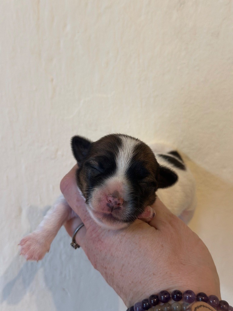 Du Mas Ensoleillé - Chiot disponible  - Jack Russell Terrier