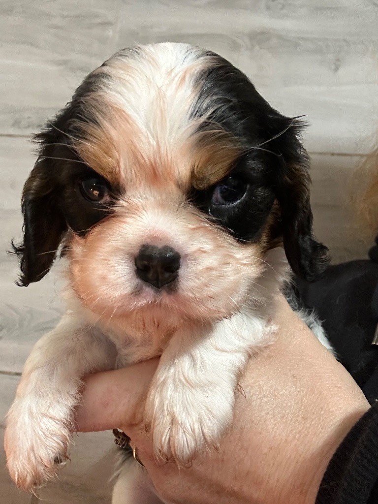 Du Mas Ensoleillé - Chiot disponible  - Cavalier King Charles Spaniel