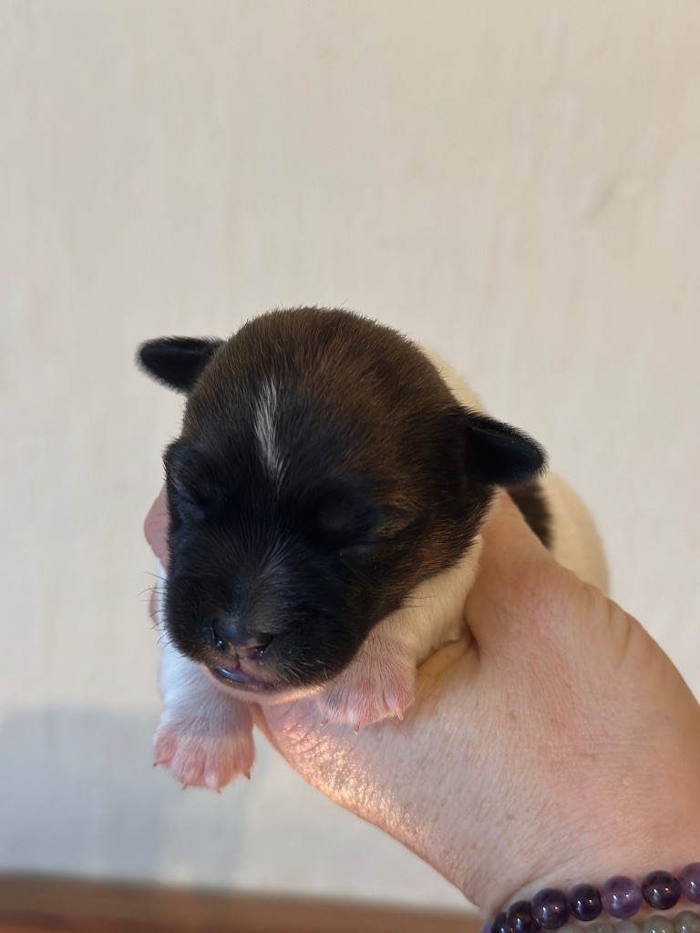 Du Mas Ensoleillé - Chiot disponible  - Jack Russell Terrier