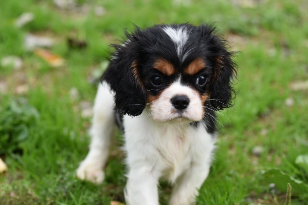 Du Mas Ensoleillé - Chiot disponible  - Cavalier King Charles Spaniel