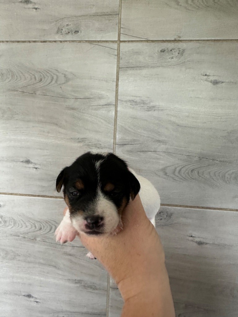 Du Mas Ensoleillé - Chiot disponible  - Jack Russell Terrier