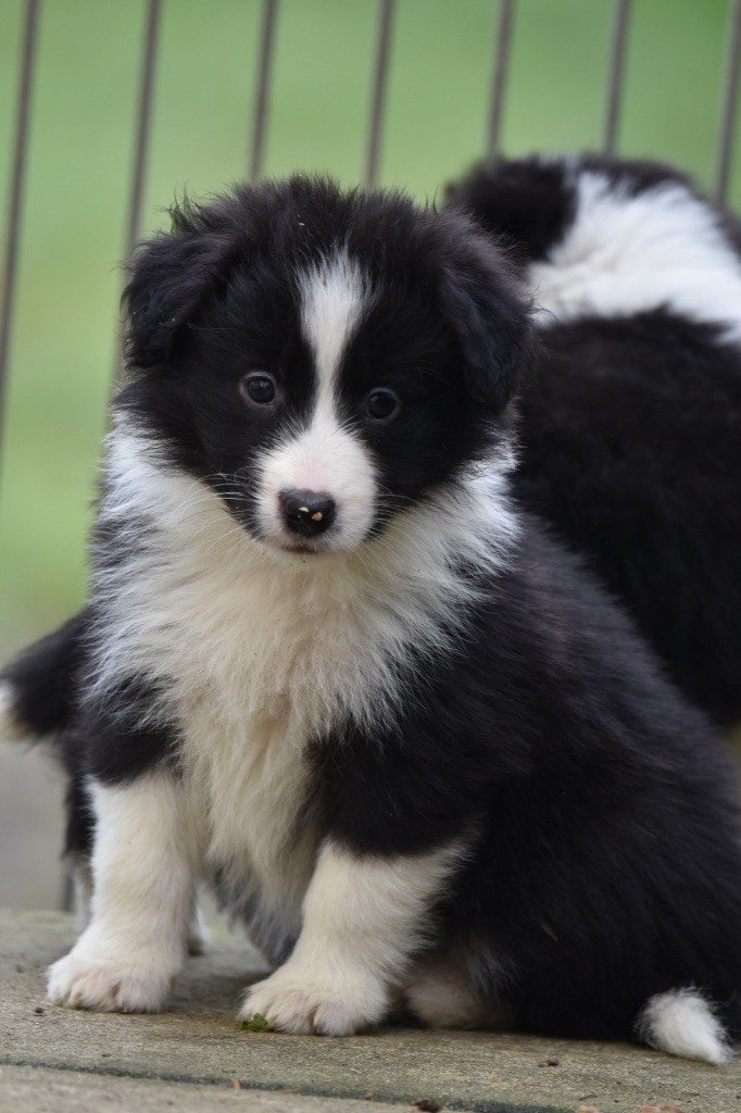 Du Mas Ensoleillé - Chiot disponible  - Border Collie