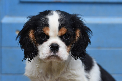 Du Mas Ensoleillé - Cavalier King Charles Spaniel - Portée née le 17/09/2024