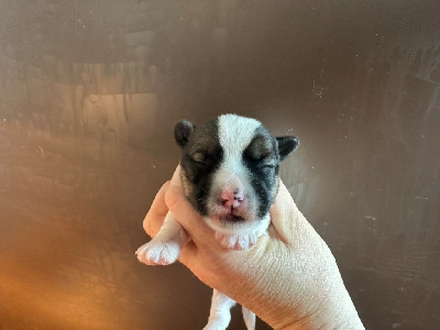 Du Mas Ensoleillé - Jack Russell Terrier - Portée née le 11/04/2024