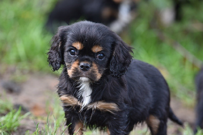 Du Mas Ensoleillé - Cavalier King Charles Spaniel - Portée née le 15/10/2024