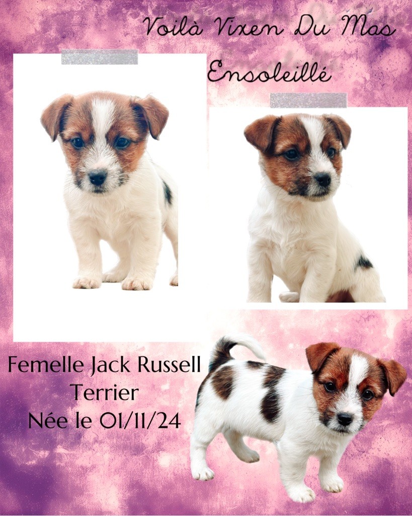 Du Mas Ensoleillé - Chiot disponible  - Jack Russell Terrier