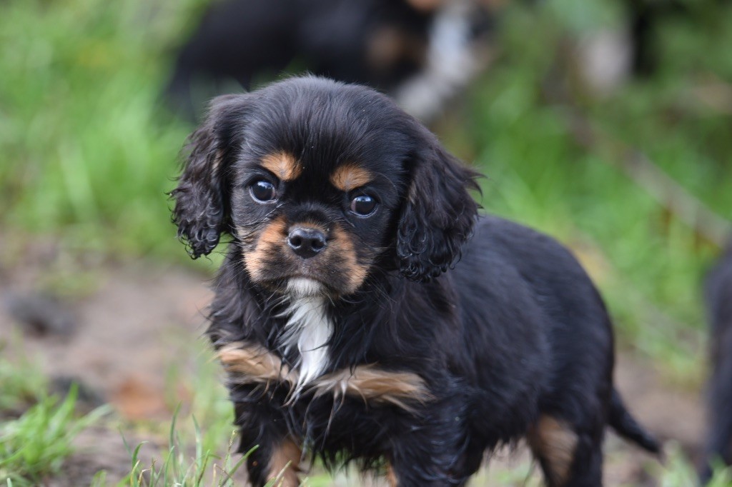 Du Mas Ensoleillé - Chiot disponible  - Cavalier King Charles Spaniel