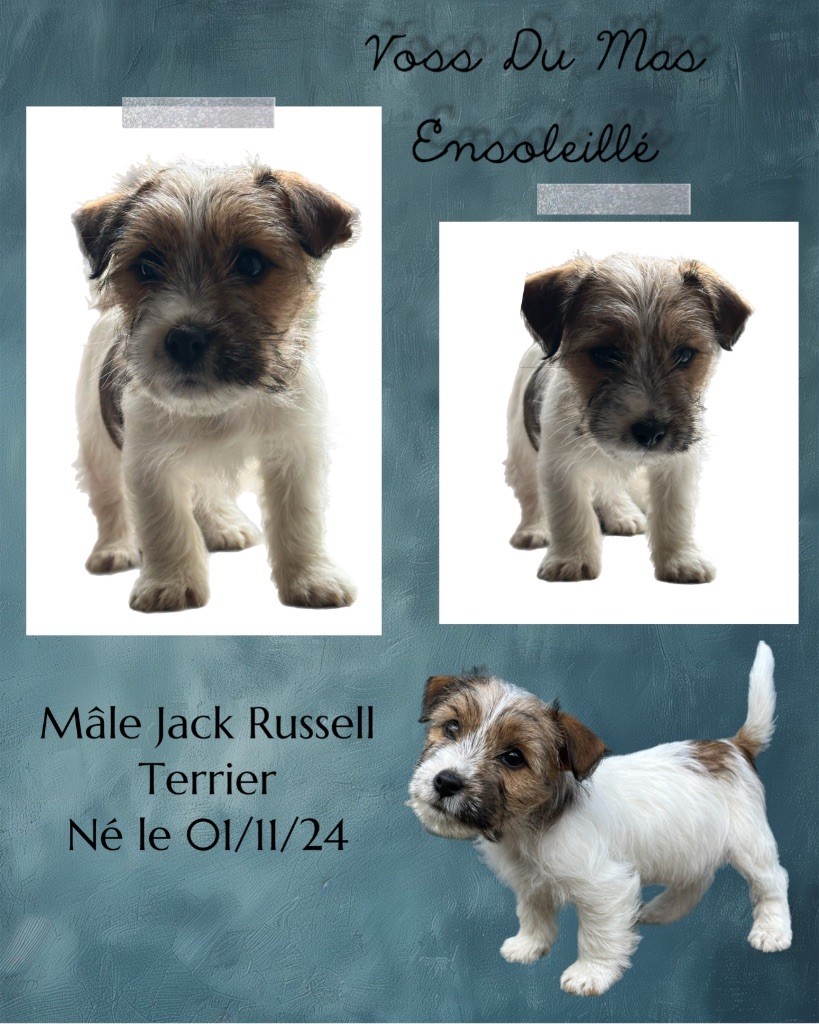 Du Mas Ensoleillé - Chiot disponible  - Jack Russell Terrier