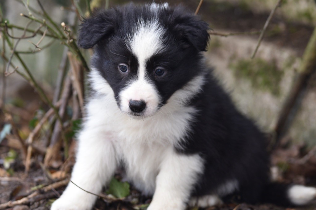 Du Mas Ensoleillé - Chiot disponible  - Border Collie