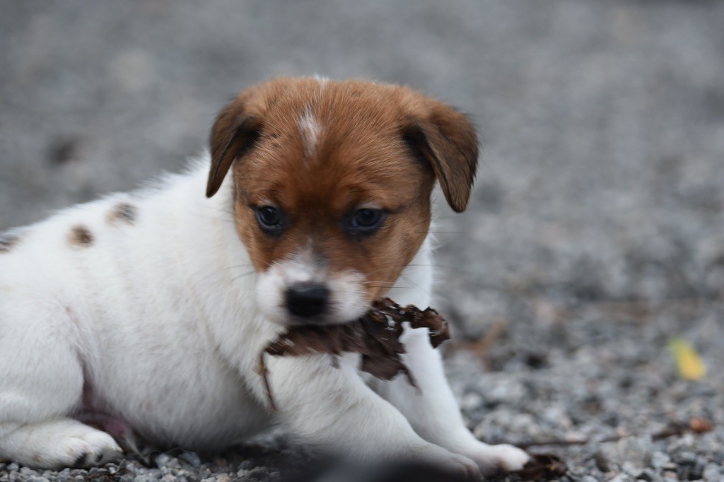 Du Mas Ensoleillé - Chiot disponible  - Jack Russell Terrier