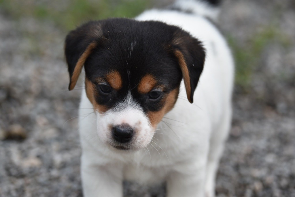 Du Mas Ensoleillé - Chiot disponible  - Jack Russell Terrier