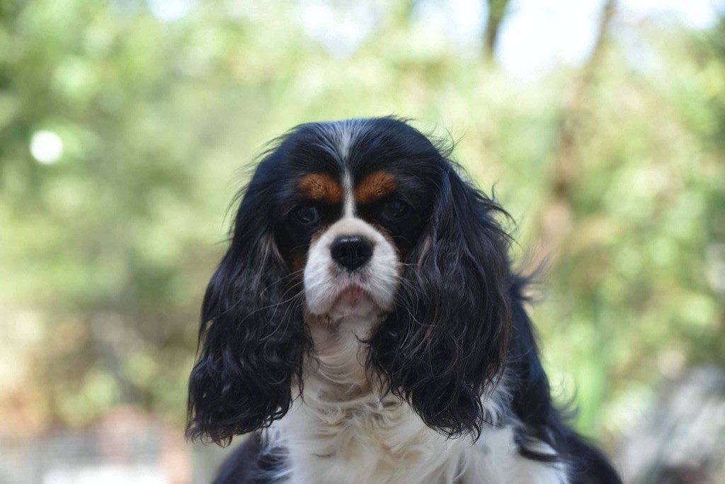 Abbi bonita lab