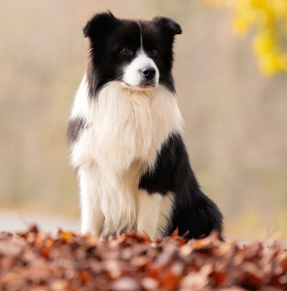 Can't touch this set fire to the rain