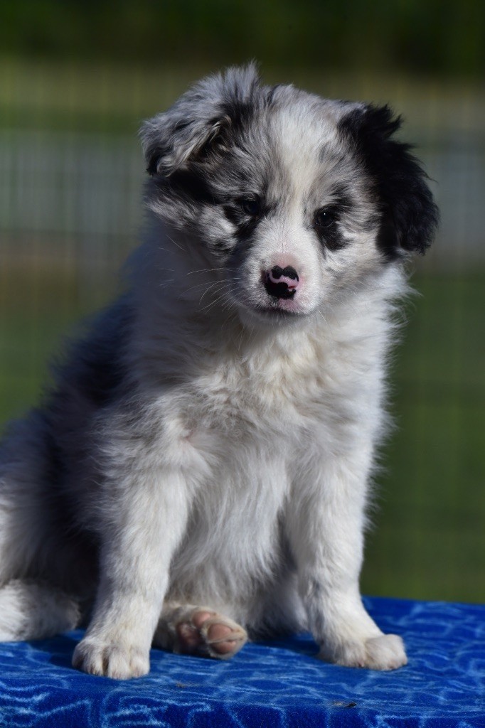 Du Mas Ensoleillé - Border Collie - Portée née le 21/02/2024