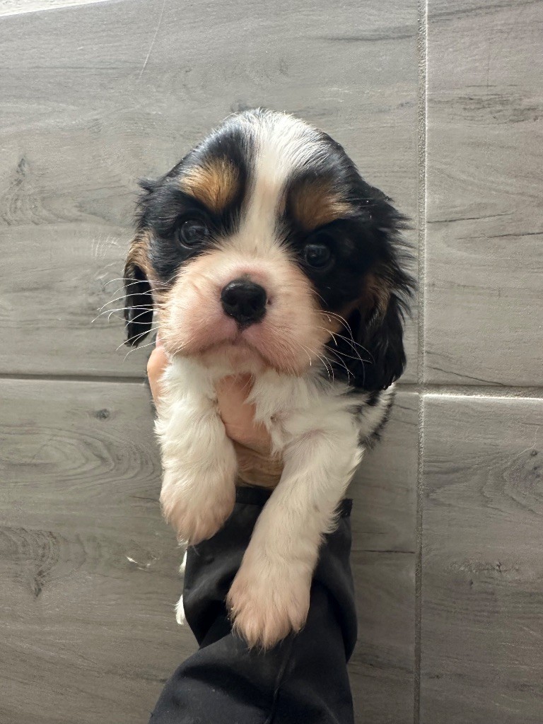 Du Mas Ensoleillé - Chiots disponibles - Cavalier King Charles Spaniel
