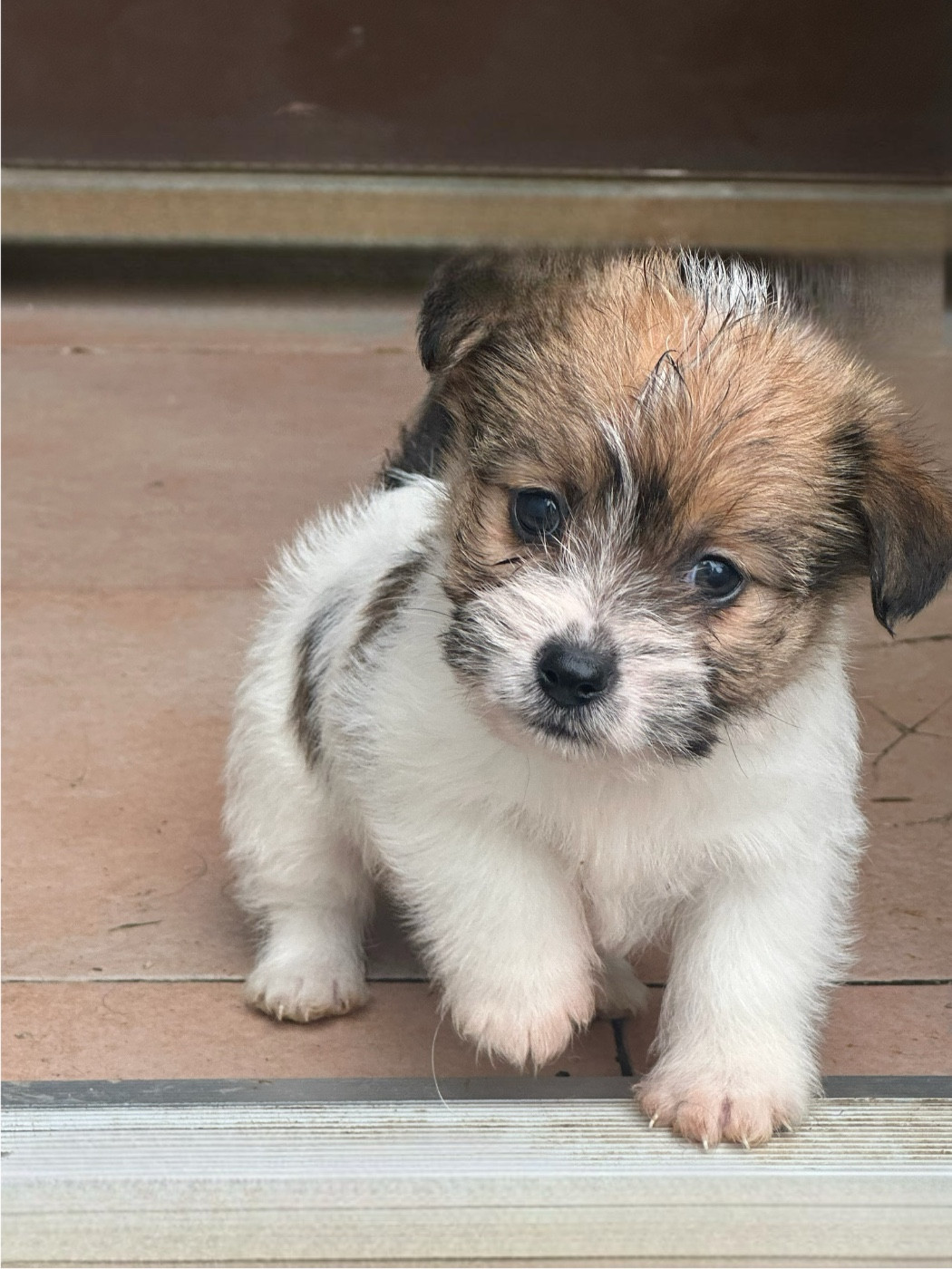 Du Mas Ensoleillé - Chiots disponibles - Jack Russell Terrier