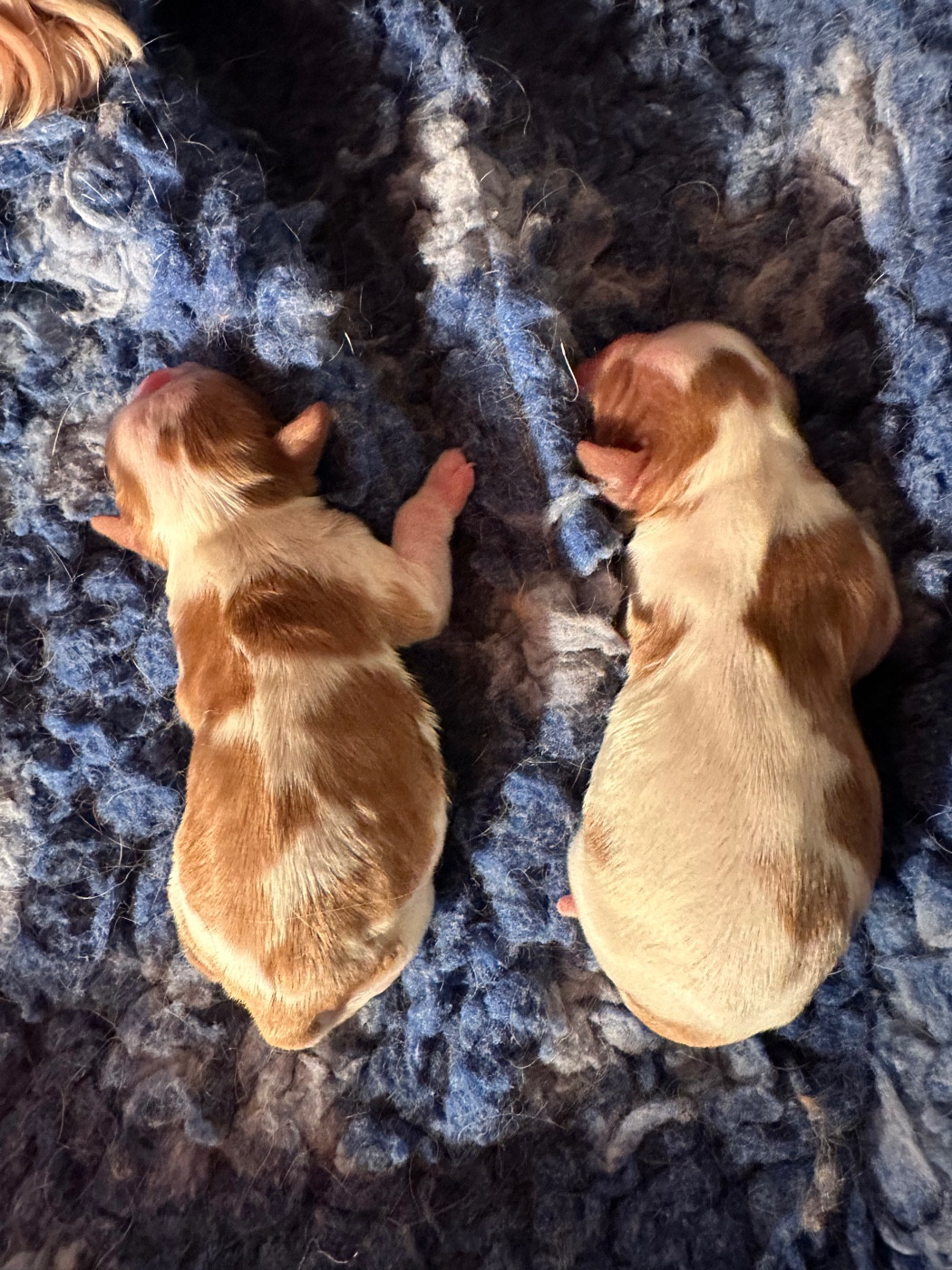 Du Mas Ensoleillé - Chiots disponibles - Cavalier King Charles Spaniel