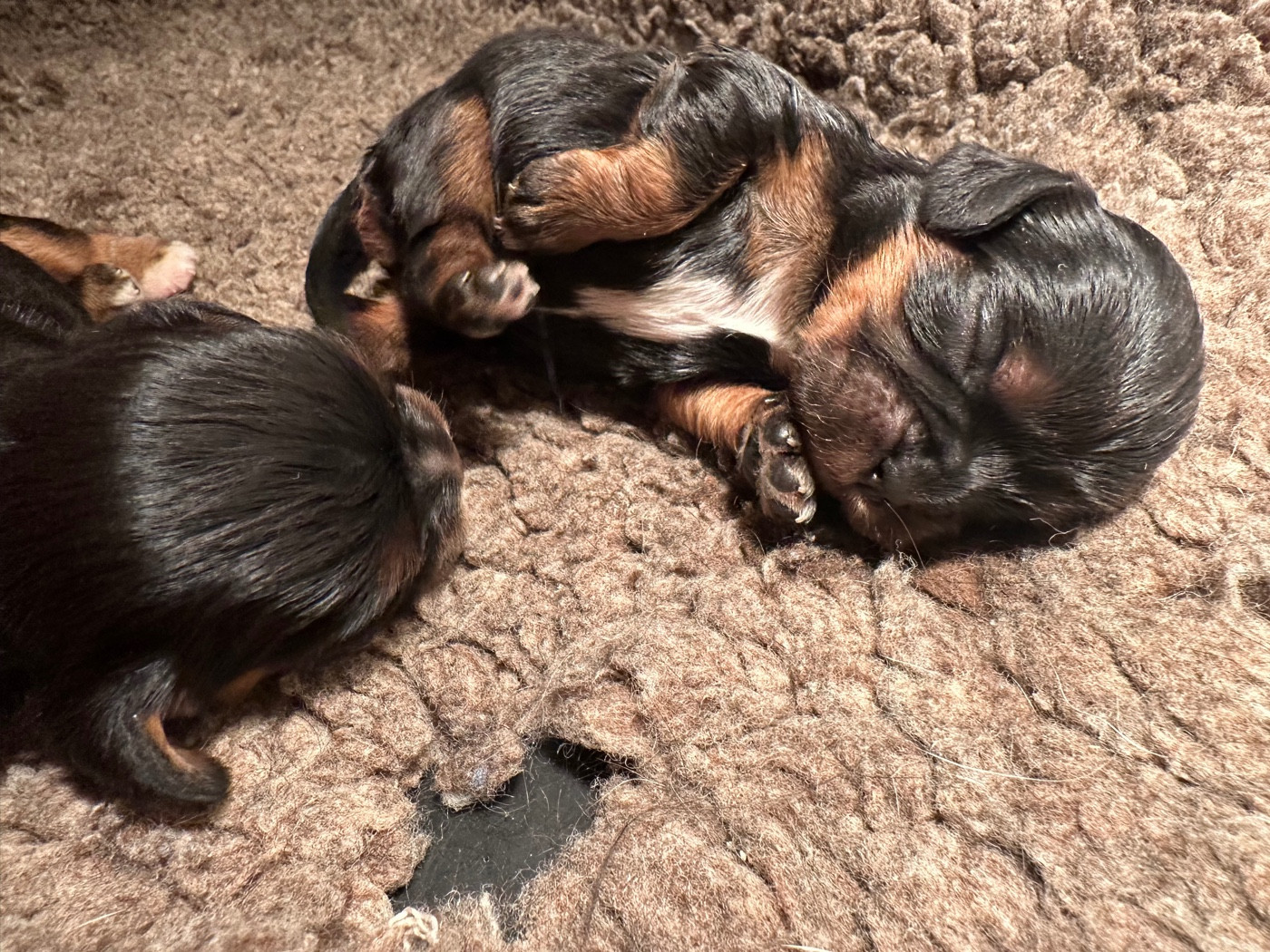 Du Mas Ensoleillé - Chiots disponibles - Cavalier King Charles Spaniel