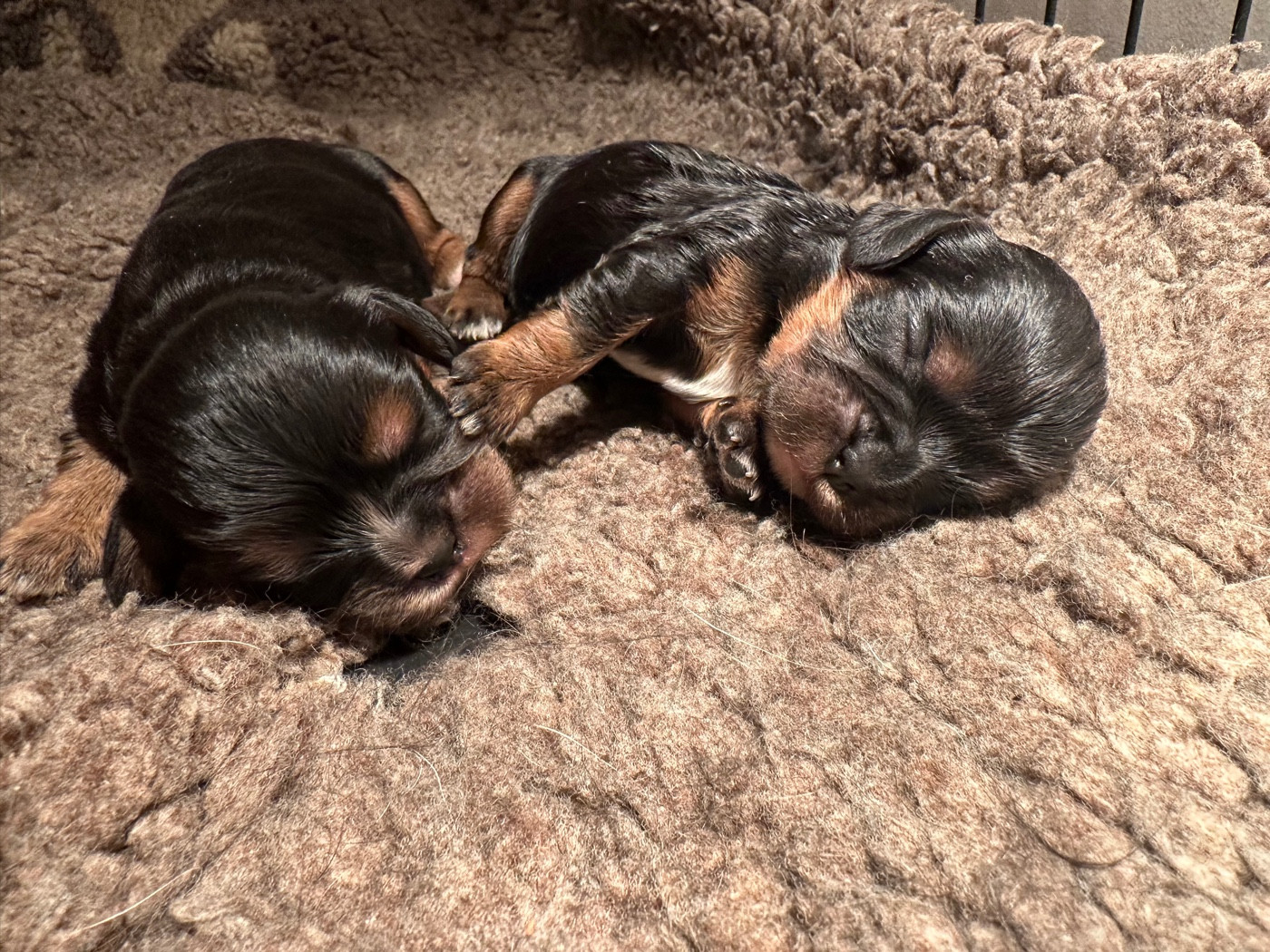 Du Mas Ensoleillé - Chiots disponibles - Cavalier King Charles Spaniel