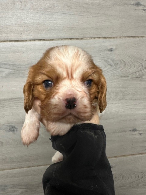 Du Mas Ensoleillé - Chiots disponibles - Cavalier King Charles Spaniel