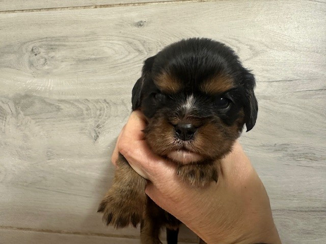 Du Mas Ensoleillé - Chiots disponibles - Cavalier King Charles Spaniel