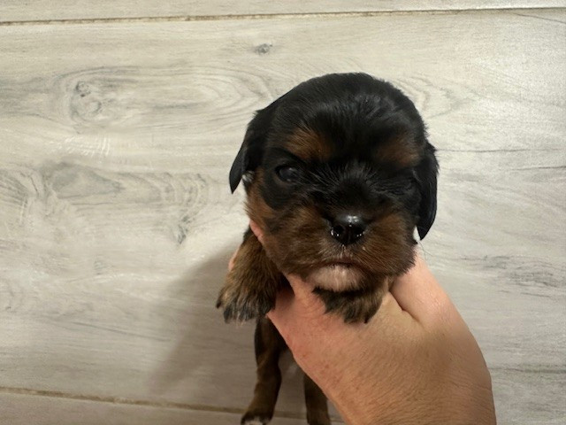 Du Mas Ensoleillé - Chiots disponibles - Cavalier King Charles Spaniel