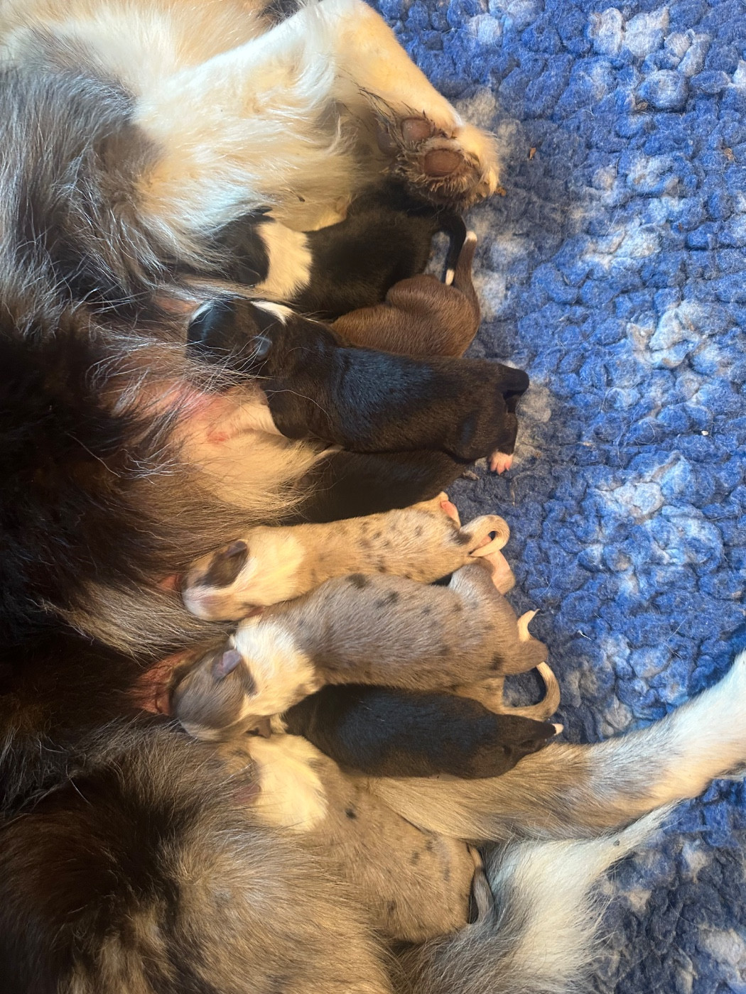 Chiot Border Collie Du Mas Ensoleillé