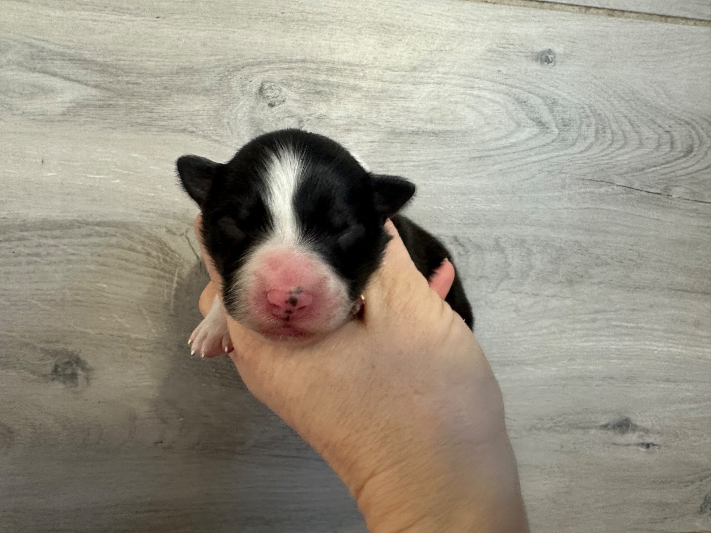 Du Mas Ensoleillé - Chiots disponibles - Border Collie