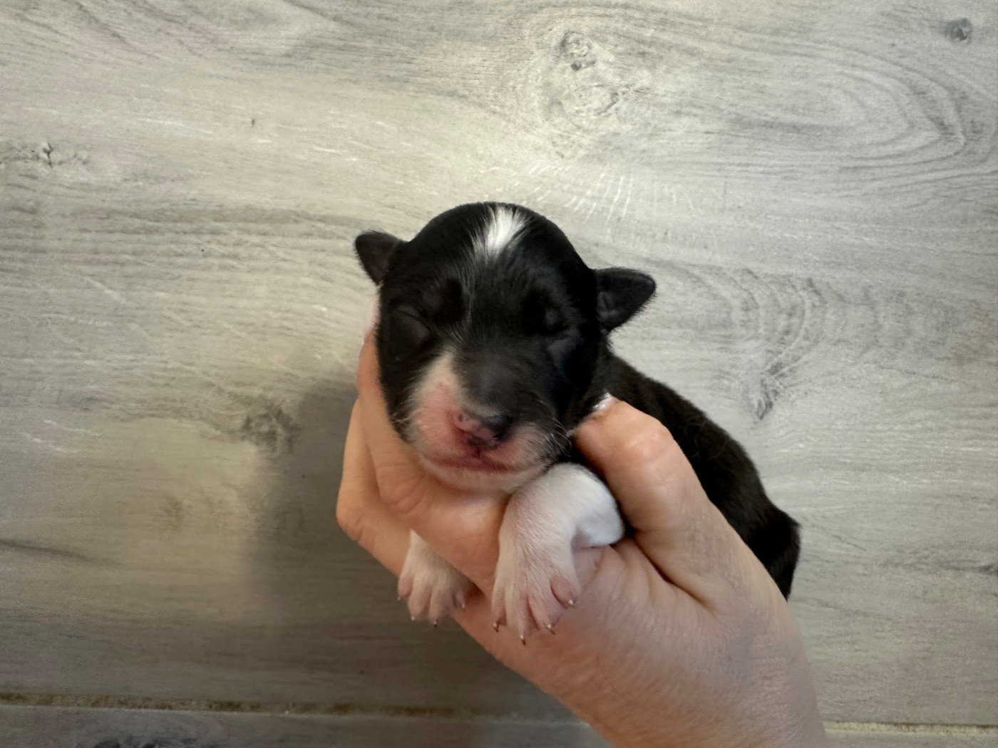 Du Mas Ensoleillé - Chiots disponibles - Border Collie