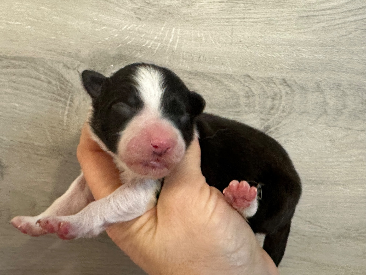 Du Mas Ensoleillé - Chiots disponibles - Border Collie
