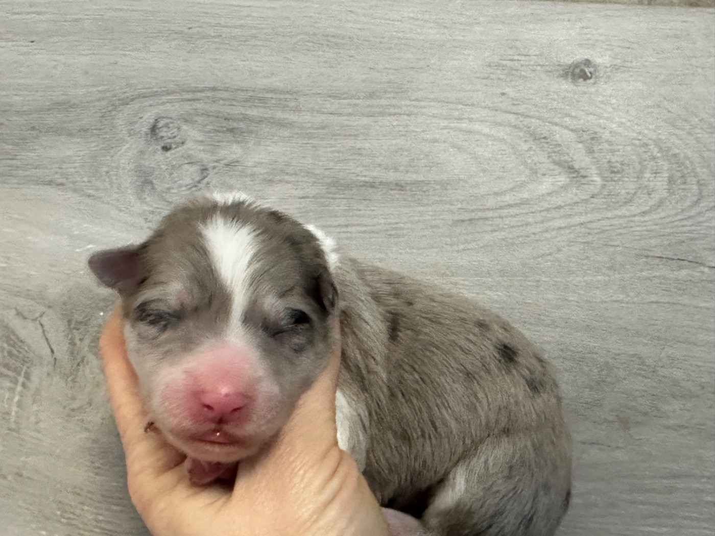 Du Mas Ensoleillé - Chiots disponibles - Border Collie