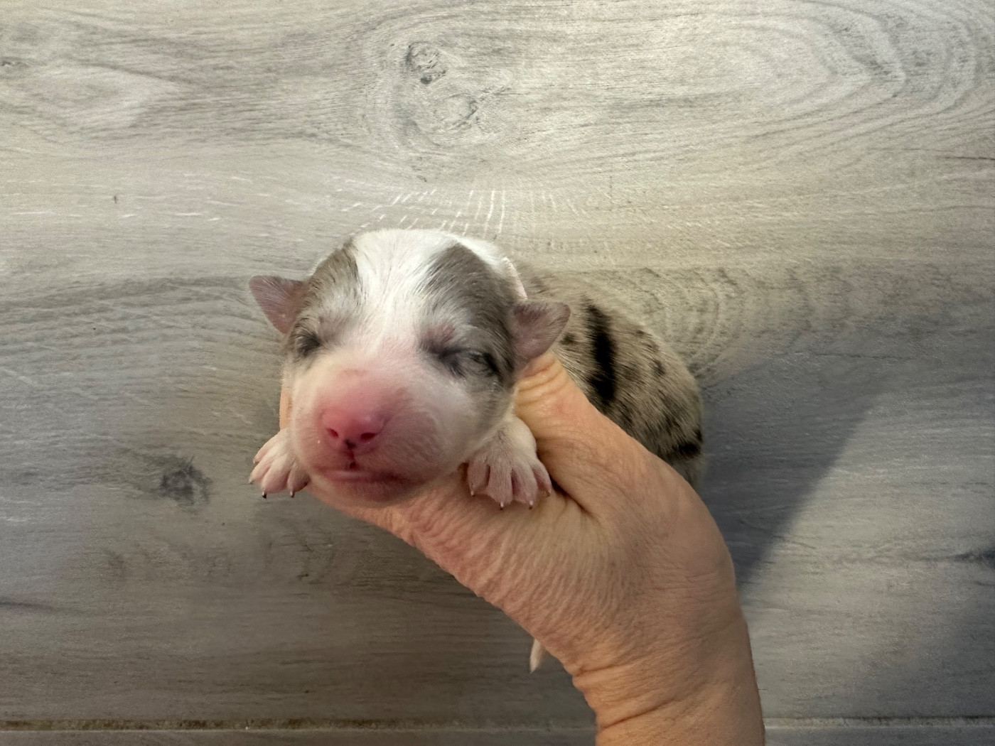 Du Mas Ensoleillé - Chiots disponibles - Border Collie