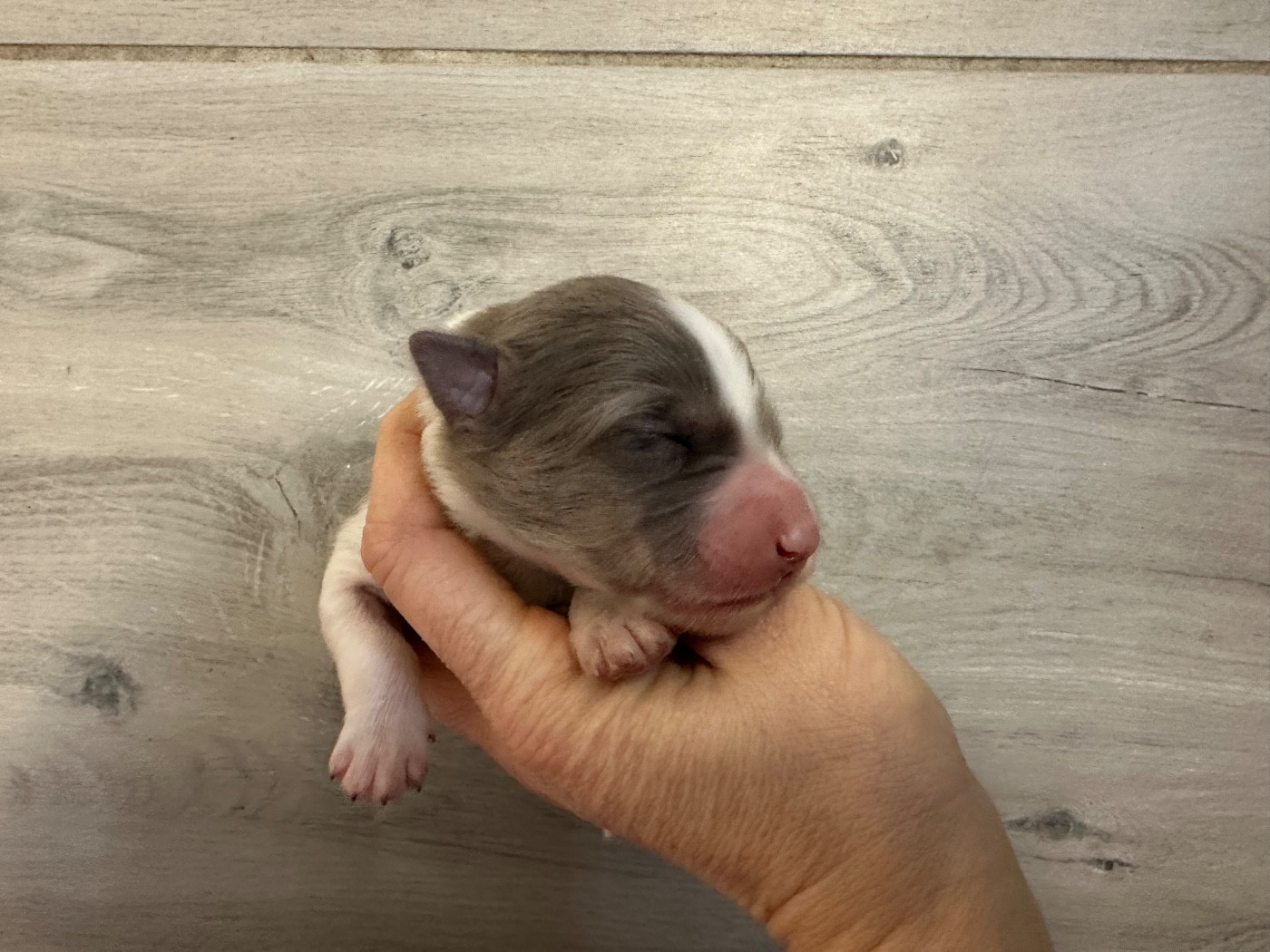 Du Mas Ensoleillé - Chiots disponibles - Border Collie