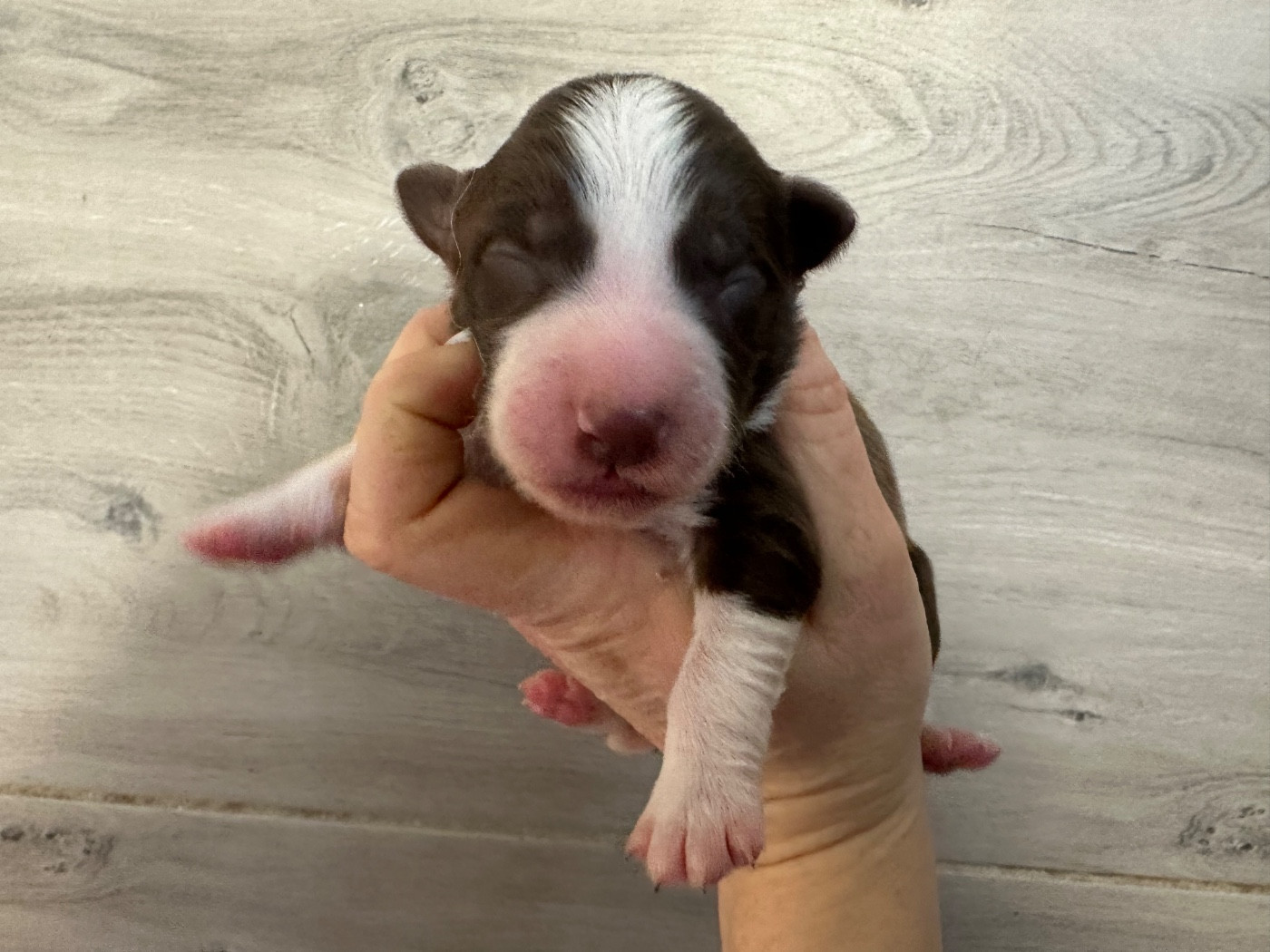 Du Mas Ensoleillé - Chiots disponibles - Border Collie