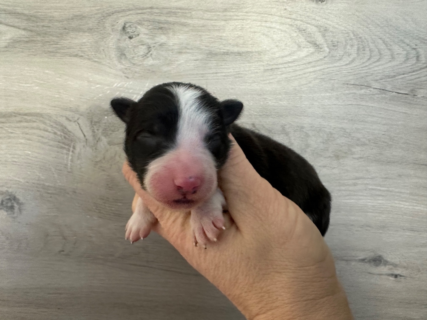 Du Mas Ensoleillé - Chiots disponibles - Border Collie