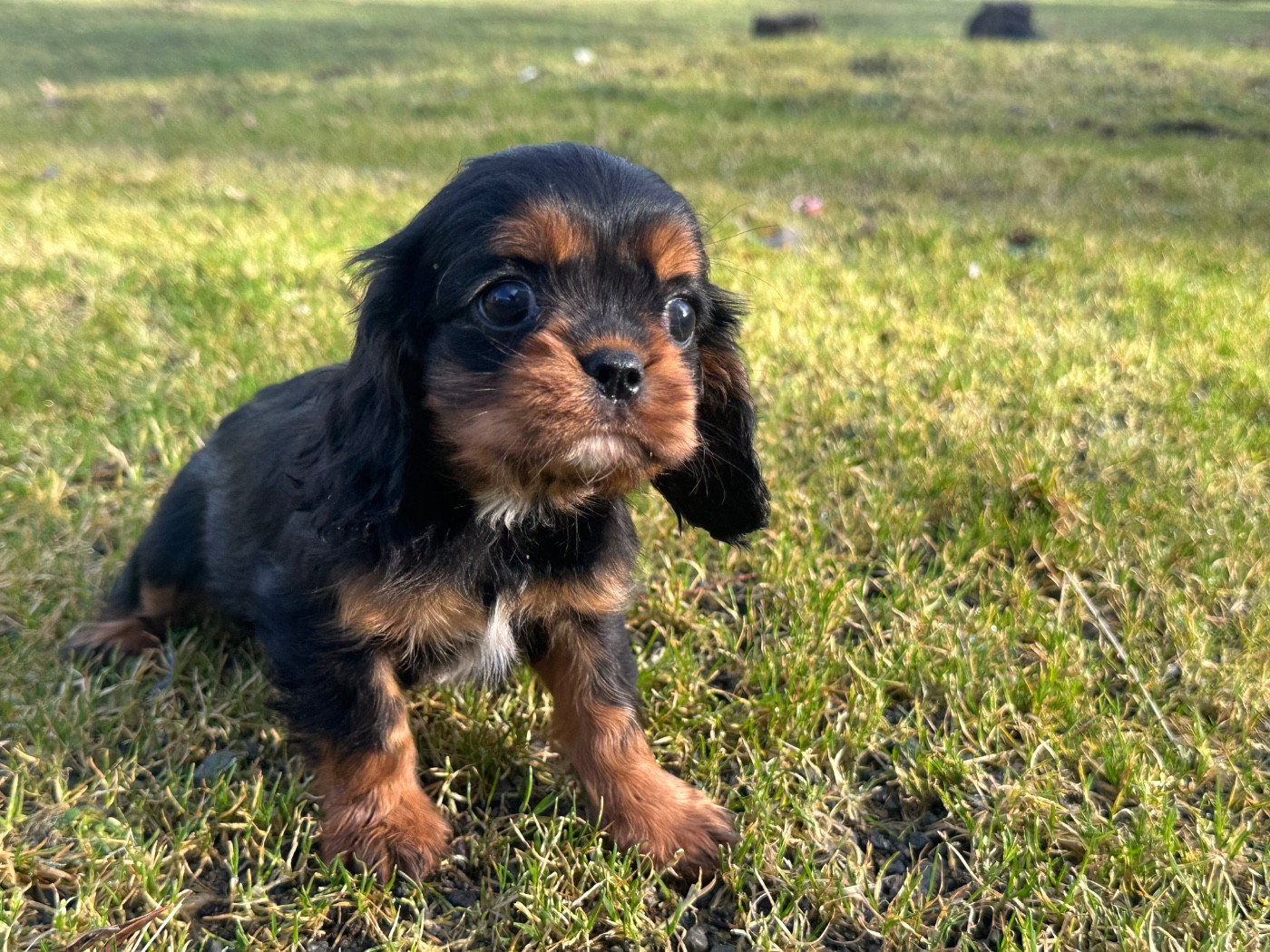 Du Mas Ensoleillé - Chiots disponibles - Cavalier King Charles Spaniel
