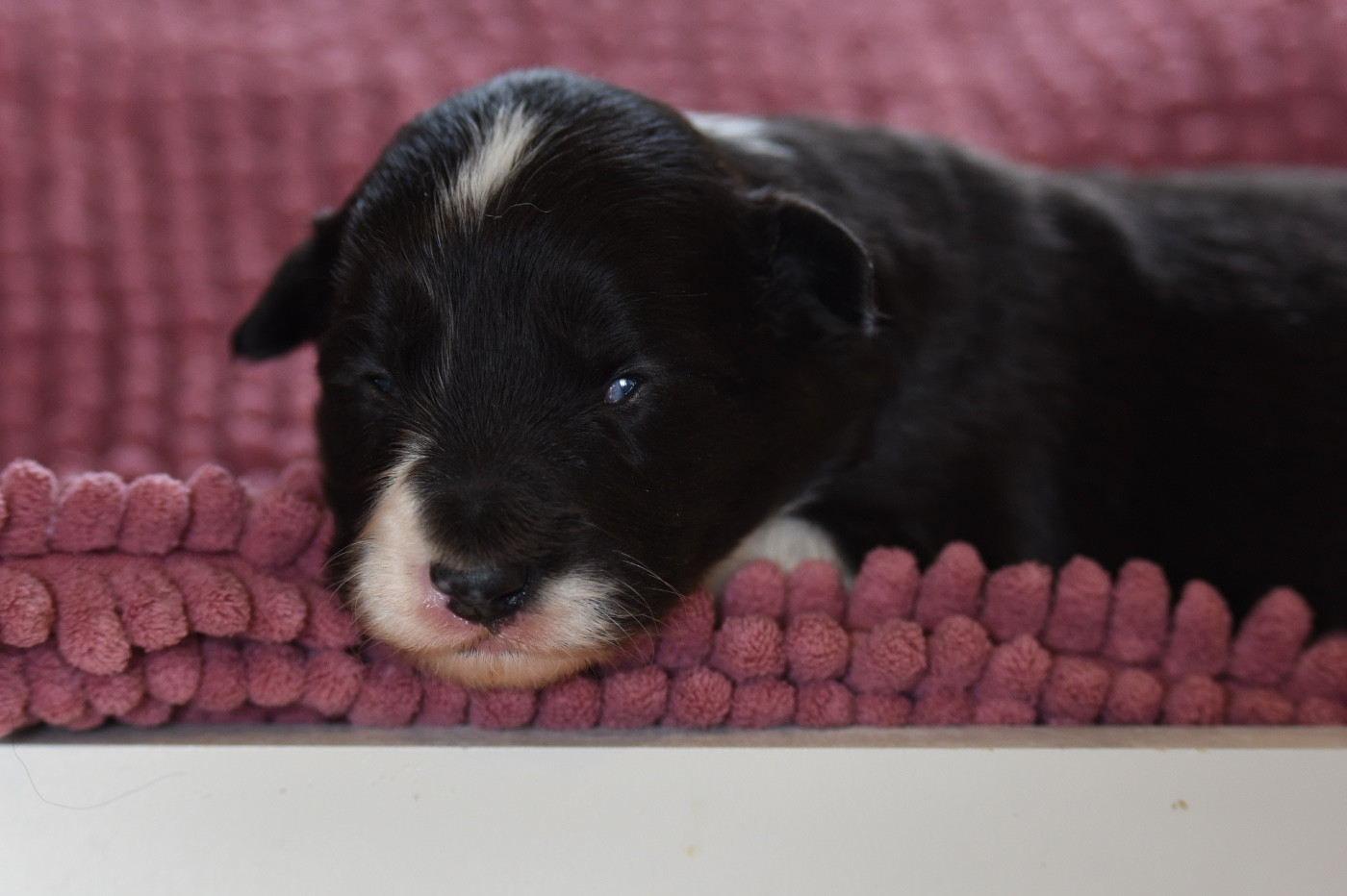 Du Mas Ensoleillé - Chiots disponibles - Border Collie