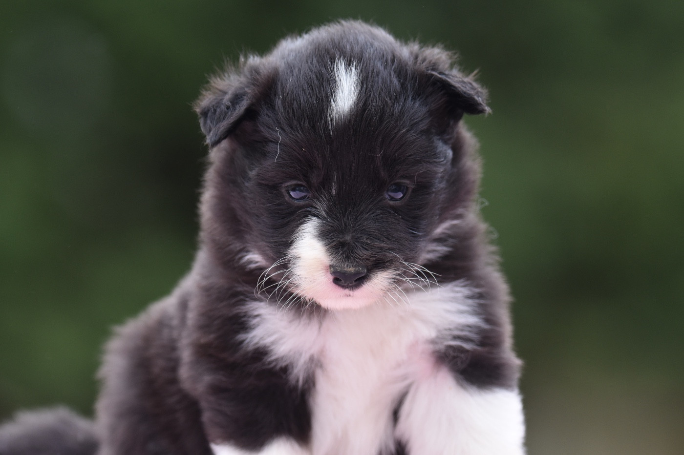 Du Mas Ensoleillé - Chiots disponibles - Border Collie